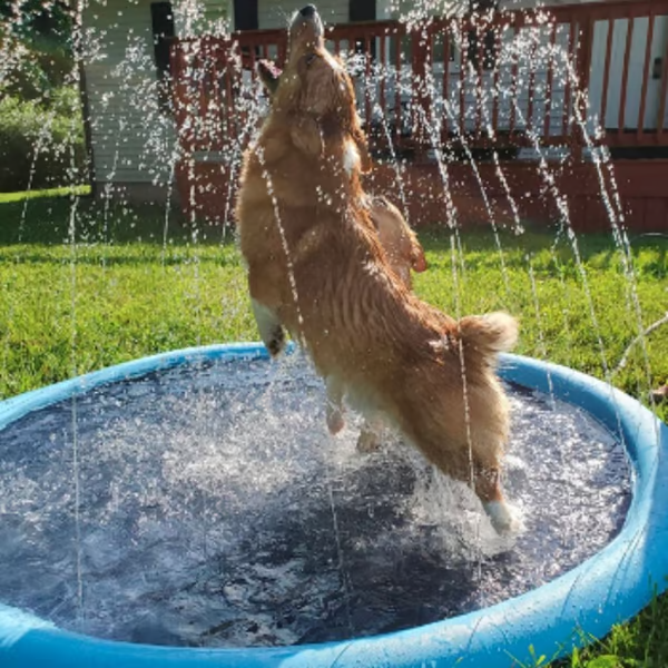 🎁Christmas Gifts🎄48%OFF🎅🔥Dog Splash Sprinkler Pad
