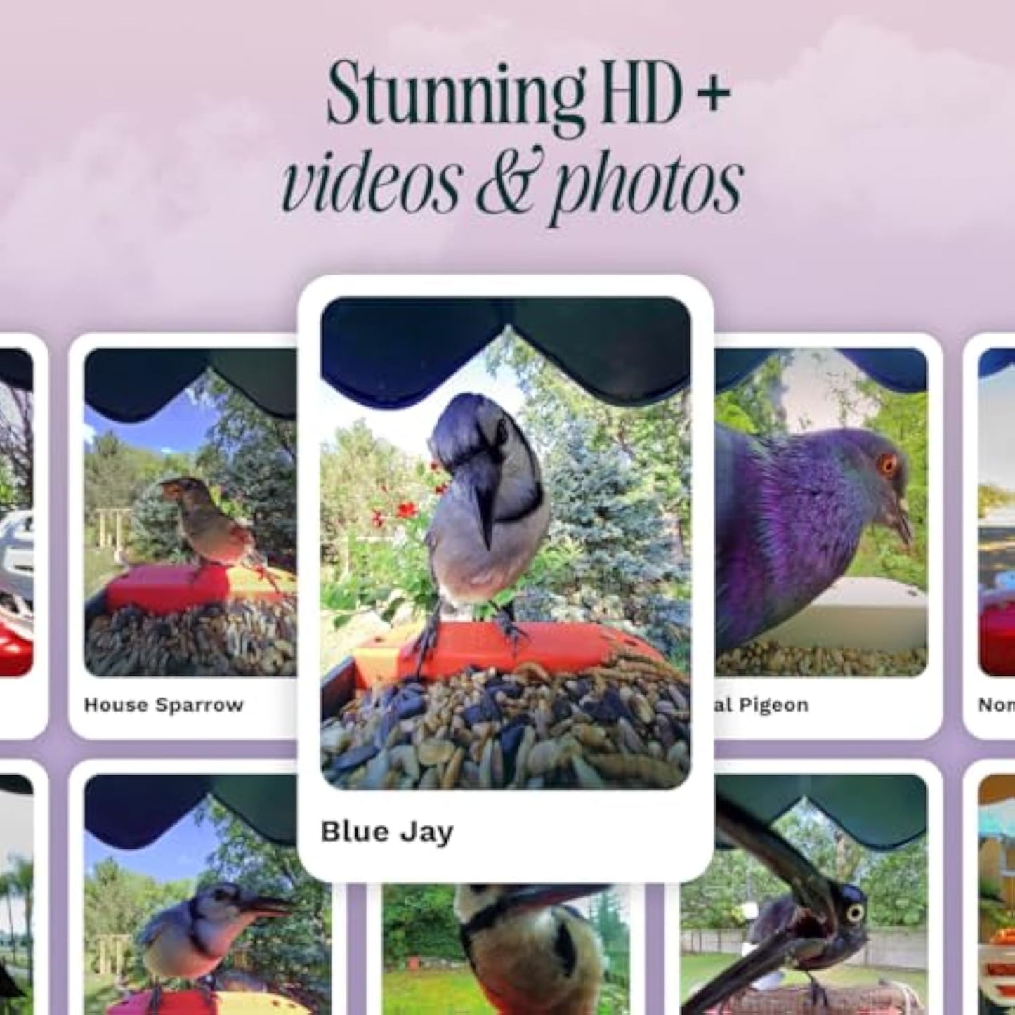 🌞 Solar Bird Feeder with Camera – 50% OFF Today! 🐦📸